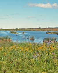 Image result for Sorghastrum fuscescens