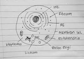 Check spelling or type a new query. Gambar Sel Hewan Lengkap Dengan Bagian Bagiannya Brainly Co Id