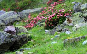 Balade A La Rencontre Des Marmottes A Arette 64 Activites
