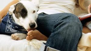 If flames or waves lick something, they…. Why Does My Dog Lick My Legs And Should I Be Concerned Dogisa