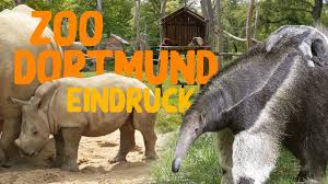 Und einen einblick, wie rührend sich die mutter um ihr junges kümmert. Zoo Dortmund Zoo Eindruck 2020 Youtube