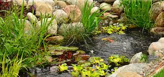 J'ai installé une plante oxygènante immergée.le bassin fonctionne bien sauf cette plante qui est en permanence recouverte d'une sorte de poussière grise qui se disperse sans difficulté des qu'on la touche même doucement!! L Installation De Plantes Aquatiques Dans Un Bassin Aqua Store