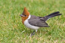Birds With Red Crested Heads Baby Juvenile Red Crested Cardinal Animals Birder Mammals