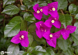 Image result for Bougainvillea sp. cultivar