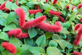 Image result for Acalypha polymorpha