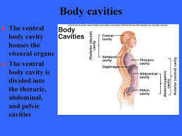 Within the axial portion of the body, there are several body cavities that function to hold and protect internal organs. The Human Body An Orientation Ppt Download