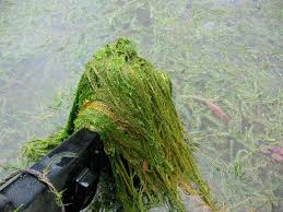 Image result for Mayaca baumii