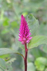List of flowers in tamil nadu. 25 Tamilnadu India Flowers Ideas Flowers Amazing Flowers Plants