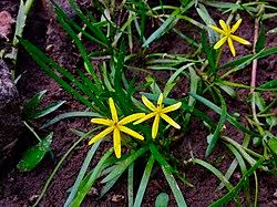 Image result for Heteranthera callifolia