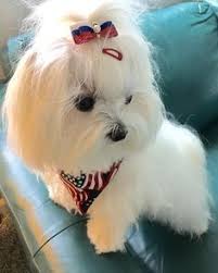Malta Kopegi Teacup Puppies Maltese Maltese Puppy Maltese Dogs