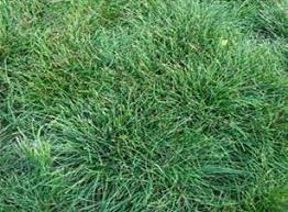 ஆர்திரை is the correct pronunciation. Horticulture Landscaping Lawn And Lawn Making