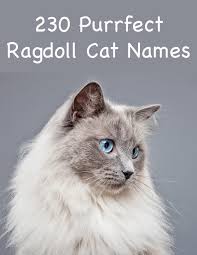 But, seriously, for the time and effort you put out in asking quora, you could have. 230 Ragdoll Cat Names Great Ideas For Naming Your Ragdoll Kitten
