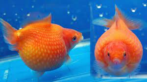 Ikan Hias Mas Koki Si Lucu Pembawa Keberuntungan By Top10pedia