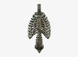 It is a very clean transparent background image and its resolution is 912x980 , please mark the image source when quoting it. Rib Cage And Spine Ribcage Png Transparent Png 636x585 Free Download On Nicepng