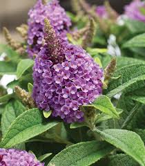 Image result for buddleia davidii