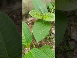 สัญชาติและวันชาติของ 10 ประเทศอาเซียน ภาษาอังกฤษ november 21, 2016 say และ tell ใช้ต่างกันอย่างไร ภาษาอังกฤษ à¸• à¸™à¸à¸£à¸°à¸— à¸­à¸¡ à¸­à¸­à¹à¸à¸™ à¸„ à¹€à¸¡ à¸­à¸‡à¸à¸£ à¸‡ Youtube