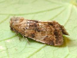 Image result for Photedes minima