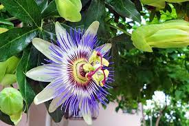 How To Grow And Care For Passionflower Gardener S Path