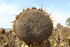 Colecție de la dorel stencoane. RecoltÄƒ Record De Floarea Soarelui Moldstreet