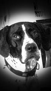 Black And White Pointer Puppy Berkley My Five Year Old English Pointer He Is White With Black Spots Very Loveable And A Great Companion If You Have Never Met An English Pointer They Are T