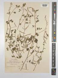 Image result for Indigofera subulata