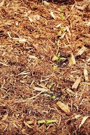 Does burning cedar keep bugs away? The Pros And Cons Of Using Cedar Mulch In Gardens Gardening Chores