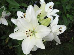 I Want Each Of My Bridesmaids To Carry A Single White Lily White Lily Flower Lily Flower Seeds White Lilies