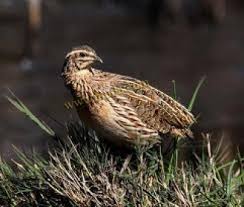 D'autres termes peuvent s'appliquer.voyez les termes d'utilisation pour plus de détails. Ø·Ø§Ø¦Ø± Ø§Ù„Ø³Ù… Ø§Ù† Ø¯Ù†ÙŠØ§ Ø§Ù„ÙˆØ·Ù†