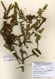 Image result for Aeschynomene elaphroxylon