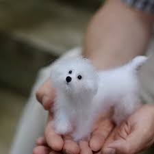 We Along With This Cute Little Dog That Fits In The Palm Of Your Hand Wish You A Pleasant Day Despite The Cute Little Dogs Little Dogs Funny Animal Photos