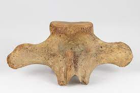 Priced at one dollar each, we weren't about to leave them behind. Lot A Whale Bone Vertebrae 3 1 4 X 8 1 2 X 5 In 8 3 X 21 6 X 12 7 Cm