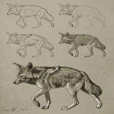 aaron blaise on twitter animal sketches drawings coyote drawing lego friends tous pour les enfants coloriages gratuits a imprimer