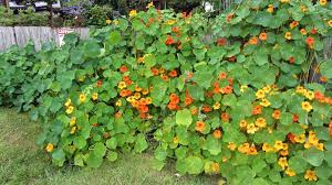 Image result for Nasturtium