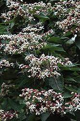 Image result for Clerodendrum silvanum