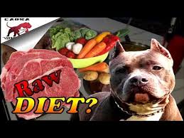 raw dog food t for pitbulls and