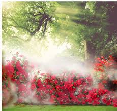 Find over 100+ of the best free wedding images. Best Popular Outdoor Scenic 5x7ft Vinyl Background Children Wedding Photography Studio Backdrop Sunlight Flower Spring Spring Germany Flower Seedspring Flower Seeds Aliexpress