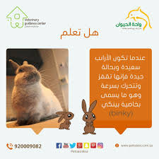 pin by pet oasis واحة الحيوان on informations معلومات عن الحيوانات الأليفة did you know guidance veterinary