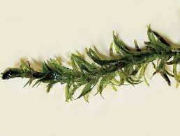 Image result for Egeria densa