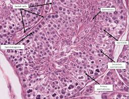 Histology learning system  male reproductive system, testis, seminiferous tubules. The Testes Veterinary Histology