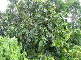 Image result for Gilbertiodendron dewevrei