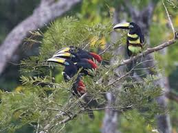 Image result for Trichopteryx marungensis