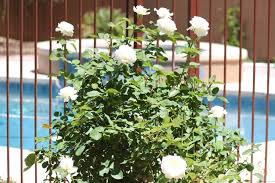 Are you frustrated with aphids destroying your garden? How To Get Rid Of Aphids On Your Roses Naturally Full Green Life