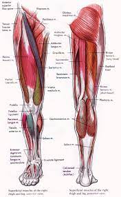 Quad leg muscles anatomy labeled diagram, vector illustration fitness poster. Pin On Back Pain Down Leg