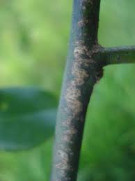 Image result for Sphaerocoryne gracilis