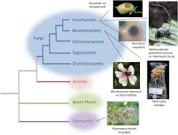 You signed out of your account. Fungal Evolutionary Genomics Provides Insight Into The Mechanisms Of Adaptive Divergence In Eukaryotes Gladieux 2014 Molecular Ecology Wiley Online Library