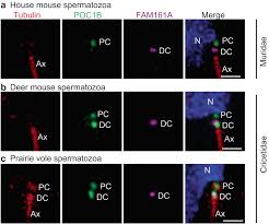 The evolution of centriole degradation in mouse sperm | Nature  Communications