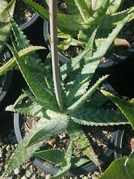 Image result for Aloe wollastonii