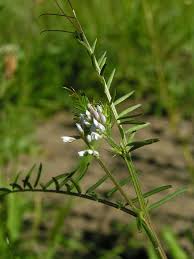 Image result for Vicia hirsuta
