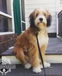 Black And White Aussiedoodle Full Grown Sable Berendoodle Full Grown Bernedoodle Mini Bernedoodle Aussiedoodle