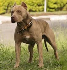 This is responsible for fawn, red and buckskin dogs. 9 Buckskin Pitbulls Ideas Pitbulls American Pitbull Terrier Pitbull Terrier